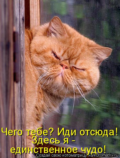 Здесь я - единственное чудо! Чего тебе? Иди отсюда!... Котоматрица: Здесь я - единственное чудо! Чего тебе? Иди отсюда!