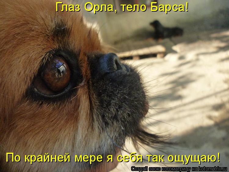Глаз Орла, тело Барса! По крайней мере я себя так ощущаю!... Котоматрица: Глаз Орла, тело Барса! По крайней мере я себя так ощущаю!