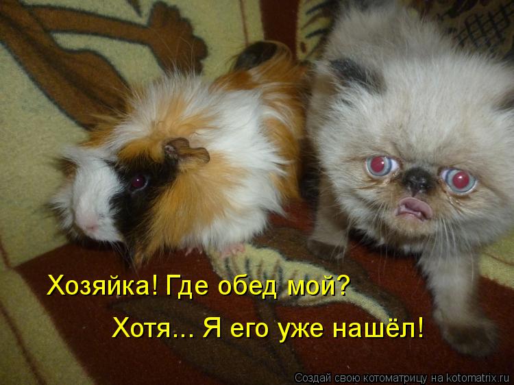 Хозяйка! Где обед мой? Хотя... Я его уже нашёл!... Котоматрица: Хозяйка! Где обед мой? Хотя... Я его уже нашёл!