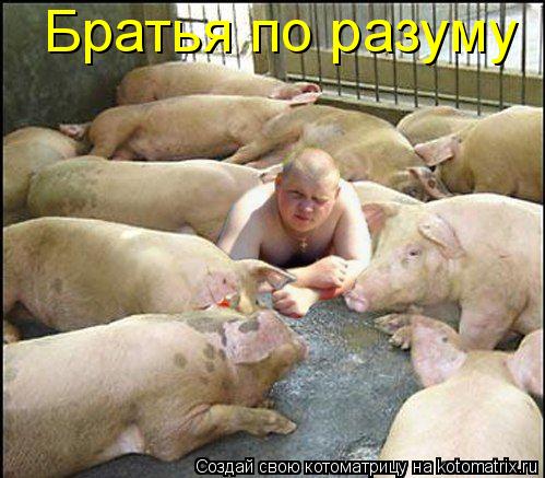 Братья по разуму... Котоматрица: Братья по разуму
