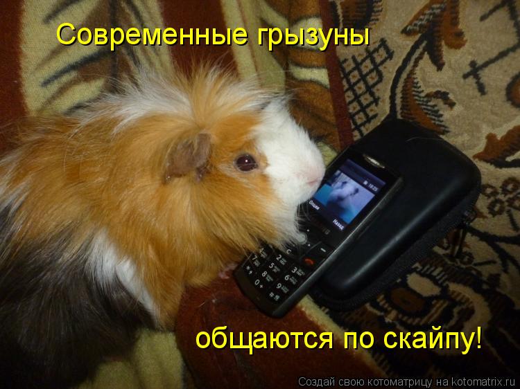 Современные грызуны общаются по скайпу!... Котоматрица: Современные грызуны общаются по скайпу!