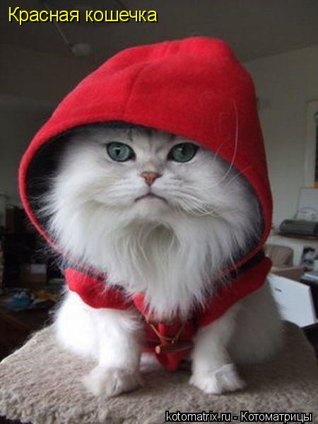 Красная кошечка... Котоматрица: Красная кошечка