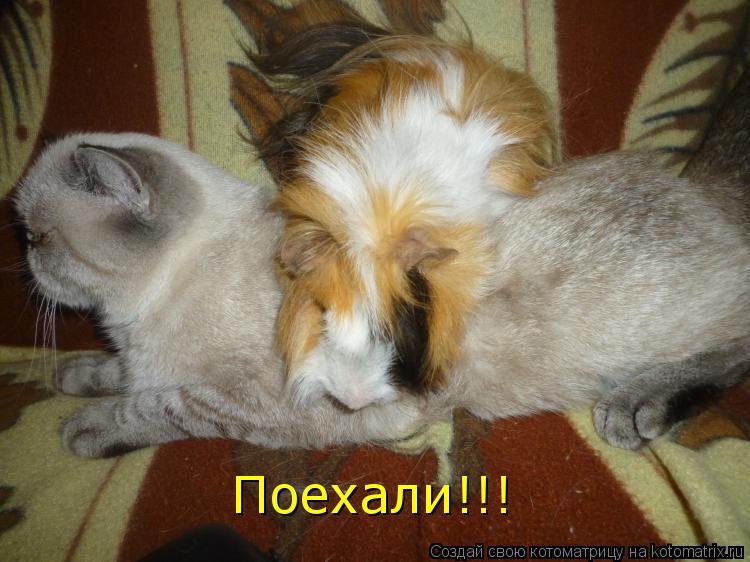 Поехали!!!... Котоматрица: Поехали!!!