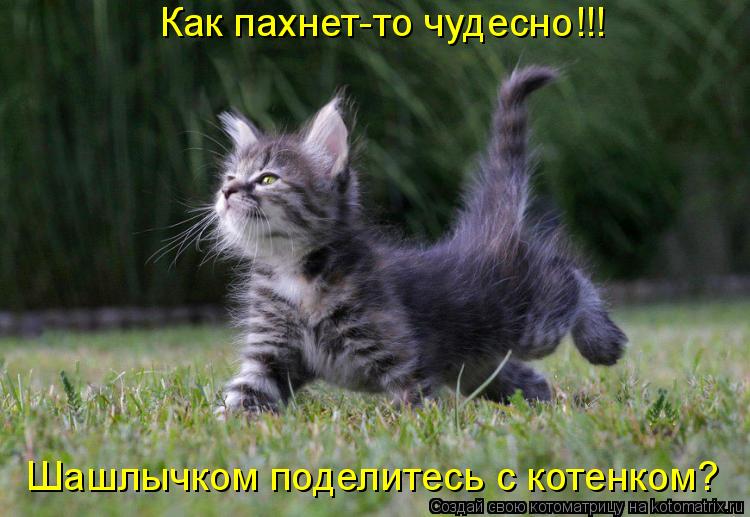 Как пахнет-то чудесно!!! Шашлычком поделитесь с котенком?... Котоматрица: Как пахнет-то чудесно!!! Шашлычком поделитесь с котенком?
