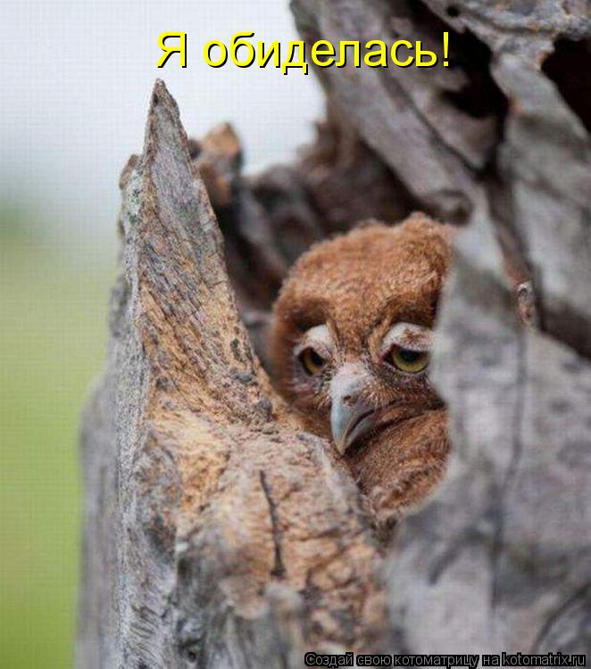 Я обиделась!... Котоматрица: Я обиделась!