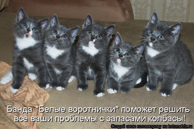 Банда *Белые воротнички* поможет решить все ваши проблемы с запасами колбасы!... Котоматрица: Банда *Белые воротнички* поможет решить все ваши проблемы с запасами колбасы!
