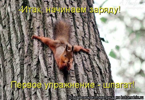 -Итак, начинаем заряду! Первое упражнение - шпагат!... Котоматрица: -Итак, начинаем заряду! Первое упражнение - шпагат!