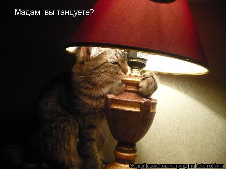 Мадам, вы танцуете?... Котоматрица: Мадам, вы танцуете?