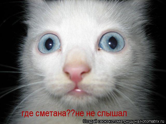 где сметана??не не слышал... Котоматрица: где сметана??не не слышал