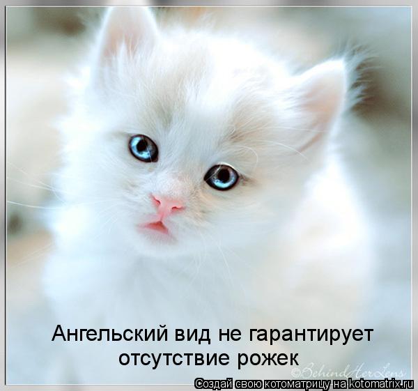 Ангельский вид не гарантирует отсутствие рожек... Котоматрица: Ангельский вид не гарантирует отсутствие рожек