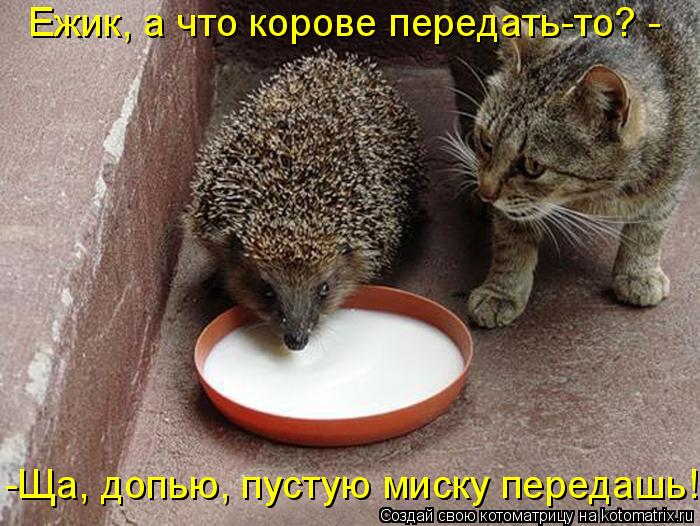 Ежик, а что корове передать-то? - -Ща, допью, пустую миску передашь!... Котоматрица: Ежик, а что корове передать-то? - -Ща, допью, пустую миску передашь!
