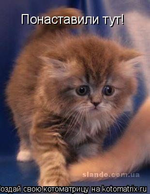 Понаставили тут!... Котоматрица: Понаставили тут!