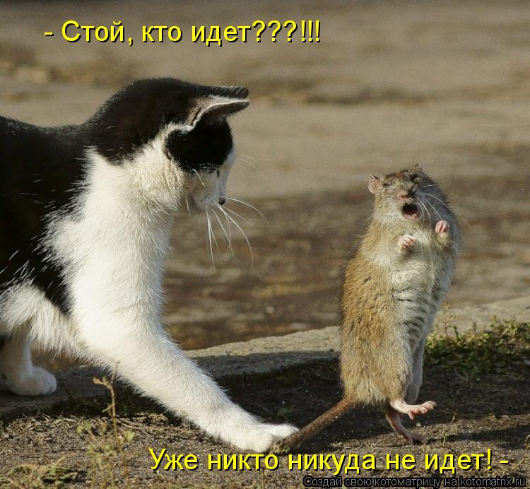 - Стой, кто идет???!!! Уже никто никуда не идет! -... Котоматрица: - Стой, кто идет???!!! Уже никто никуда не идет! -