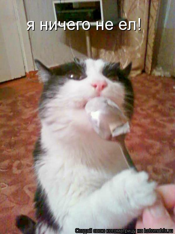 я ничего не ел!... Котоматрица: я ничего не ел!