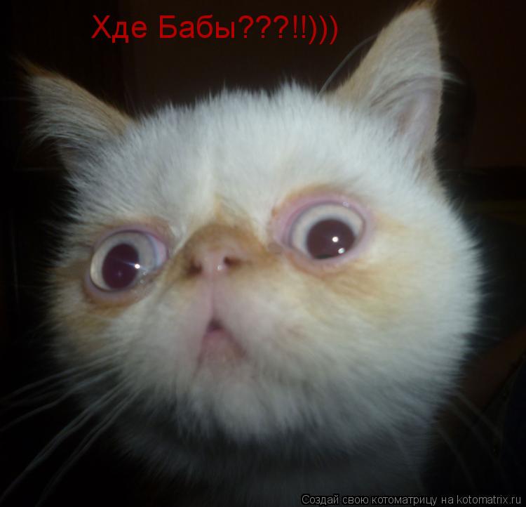 Хде Бабы???!!)))... Котоматрица: Хде Бабы???!!)))