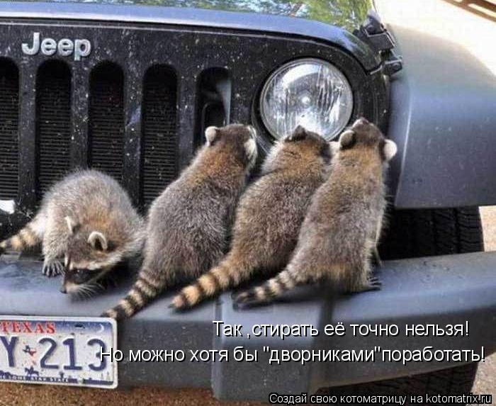 Так ,стирать её точно нельзя! Но можно хотя бы "дворниками"поработать!... Котоматрица: Так ,стирать её точно нельзя! Но можно хотя бы "дворниками"поработать!