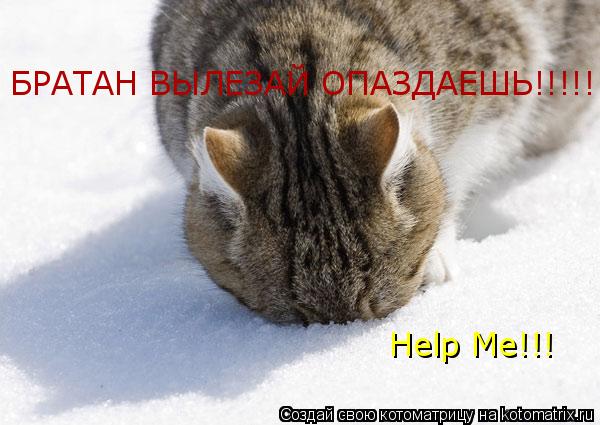 БРАТАН ВЫЛЕЗАЙ ОПАЗДАЕШЬ!!!!!!! Help Me!!!... Котоматрица: БРАТАН ВЫЛЕЗАЙ ОПАЗДАЕШЬ!!!!!!! Help Me!!!