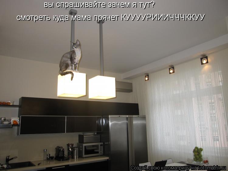 вы спрашивайте зачем я тут? смотреть куда мама прячет КУУУУРИИИЧЧЧККУУ... Котоматрица: вы спрашивайте зачем я тут? смотреть куда мама прячет КУУУУРИИИЧЧЧККУУ