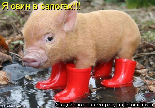Я свин в сапогах!!!... Котоматрица: Я свин в сапогах!!!