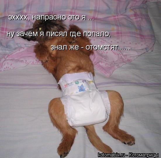 эхххх, напрасно это я ... ну зачем я писял где попало, знал же - отомстят......... Котоматрица: эхххх, напрасно это я ... ну зачем я писял где попало, знал же - отомстят......