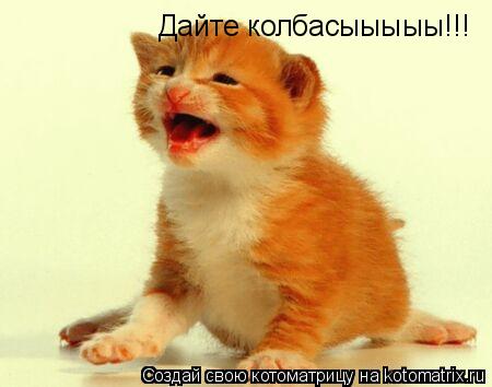Дайте колбасыыыыы!!!... Котоматрица: Дайте колбасыыыыы!!!