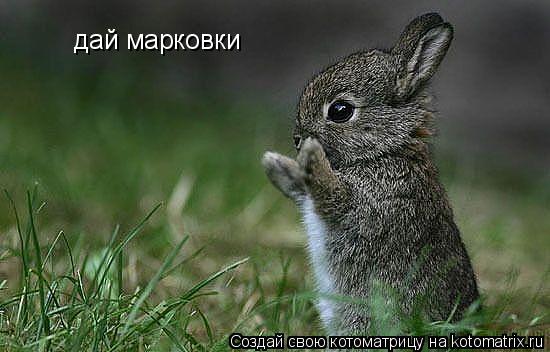 дай марковки... Котоматрица: дай марковки