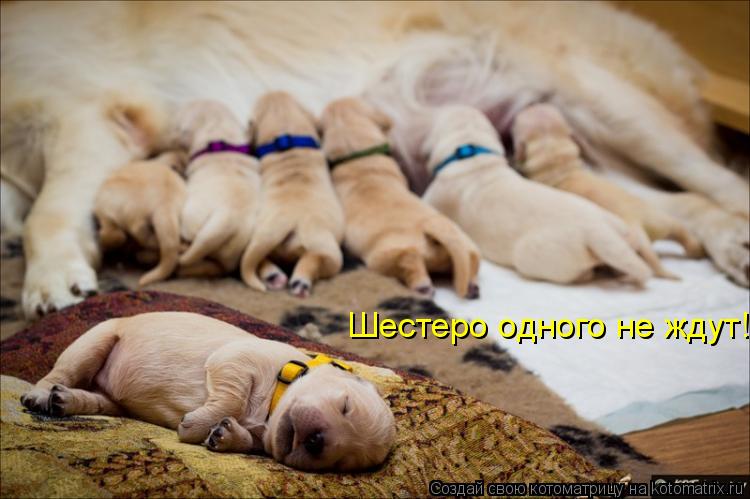 Шестеро одного не ждут!... Котоматрица: Шестеро одного не ждут!