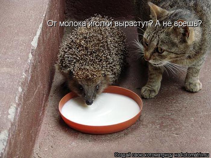 От молока иголки вырастут? А не врешь?... Котоматрица: От молока иголки вырастут? А не врешь?