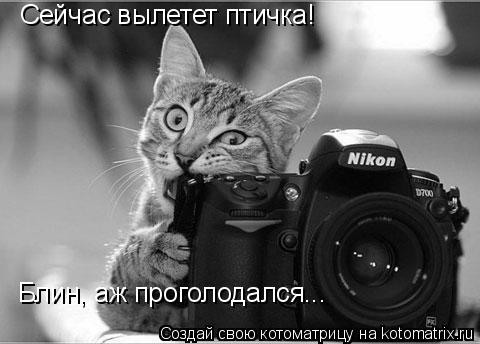 Сейчас вылетет птичка! Блин, аж проголодался...... Котоматрица: Сейчас вылетет птичка! Блин, аж проголодался...