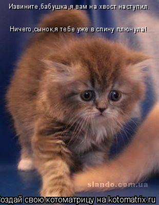 Извините,бабушка,я вам на хвост наступил. Ничего,сынок,я тебе уже в спину плюнула!... Котоматрица: Извините,бабушка,я вам на хвост наступил. Ничего,сынок,я тебе уже в спину плюнула!