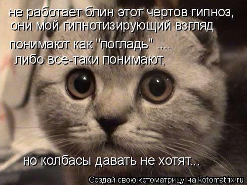 не работает блин этот чертов гипноз, они мой гипнотизирующий взгляд понимают как "погладь" .... либо... Котоматрица: не работает блин этот чертов гипноз, они мой гипнотизирующий взгляд понимают как "погладь" .... либо все-таки понимают, но колбасы давать не