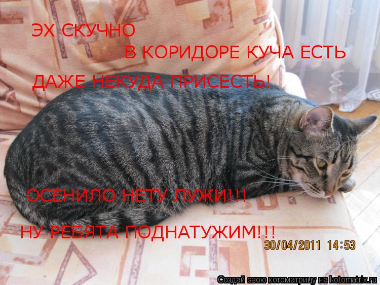 ЭХ СКУЧНО В КОРИДОРЕ КУЧА ЕСТЬ ДАЖЕ НЕКУДА ПРИСЕСТЬ! ОСЕНИЛО НЕТУ ЛУЖИ!!! НУ РЕБЯТА ПОДНАТУЖИМ!!!... Котоматрица: ЭХ СКУЧНО В КОРИДОРЕ КУЧА ЕСТЬ ДАЖЕ НЕКУДА ПРИСЕСТЬ! ОСЕНИЛО НЕТУ ЛУЖИ!!! НУ РЕБЯТА ПОДНАТУЖИМ!!!