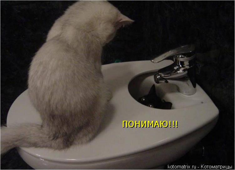 ПОНИМАЮ!!!... Котоматрица: ПОНИМАЮ!!!