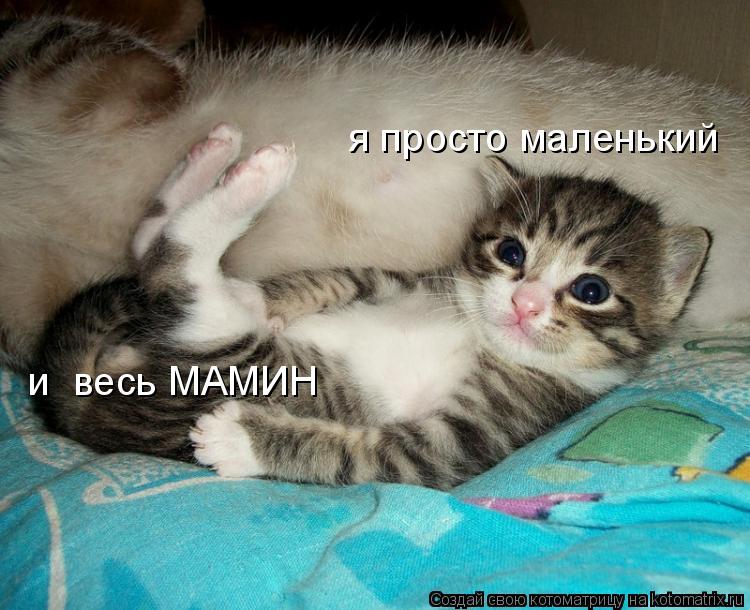 Котоматрица: я просто маленький   и  весь МАМИН