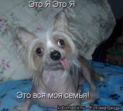 Котоматрица: Это Я Это Я  Это вся моя семья!