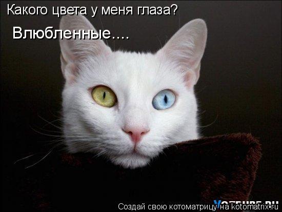 Котоматрица: Какого цвета у меня глаза?   Влюбленные....