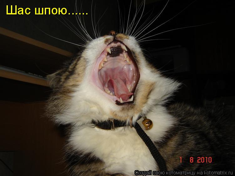 Котоматрица: Шас шпою......