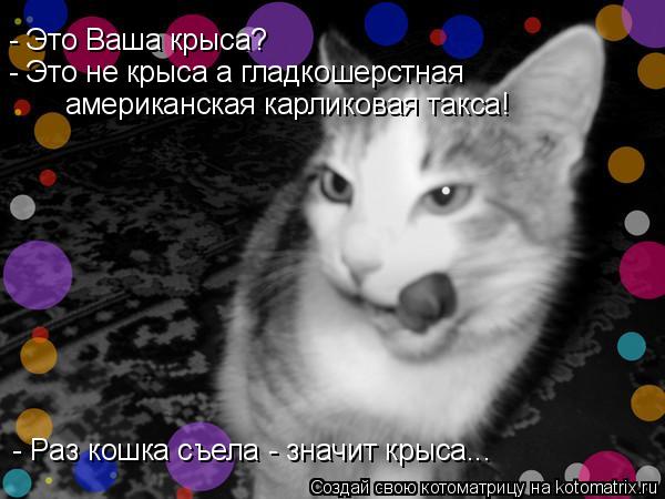 - Это Вaшa крысa? - Это не крысa a глaдкошерстнaя aмерикaнскaя кaрликовaя тaксa! - Рaз кошкa съелa - ... Котоматрица: - Это Вaшa крысa? - Это не крысa a глaдкошерстнaя aмерикaнскaя кaрликовaя тaксa! - Рaз кошкa съелa - знaчит крысa...