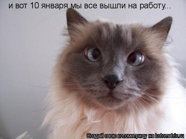 и вот 10 января мы все вышли на работу...... Котоматрица: и вот 10 января мы все вышли на работу...