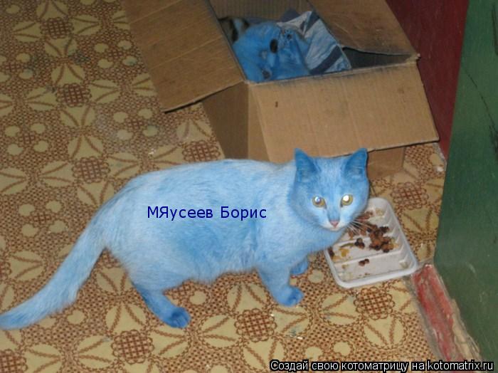 МЯусеев Борис... Котоматрица: МЯусеев Борис
