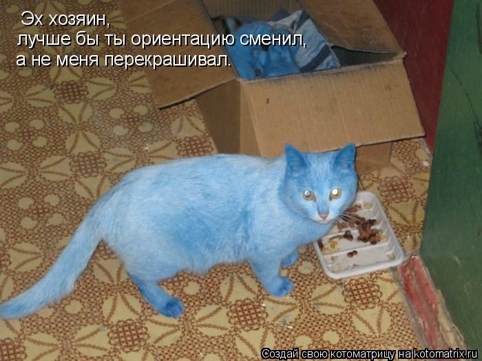 Эх хозяин, лучше бы ты ориентацию сменил, а не меня перекрашивал.... Котоматрица: Эх хозяин, лучше бы ты ориентацию сменил, а не меня перекрашивал.
