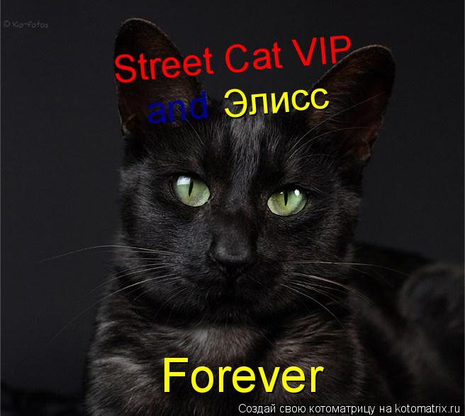 Street Cat VIP and Элисс Forever... Котоматрица: Street Cat VIP and Элисс Forever