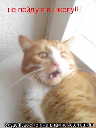 не пойду я в школу!!!... Котоматрица: не пойду я в школу!!!