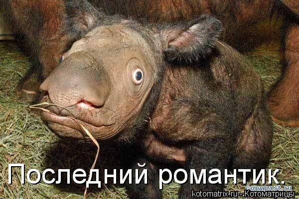 Последний романтик.... Котоматрица: Последний романтик.