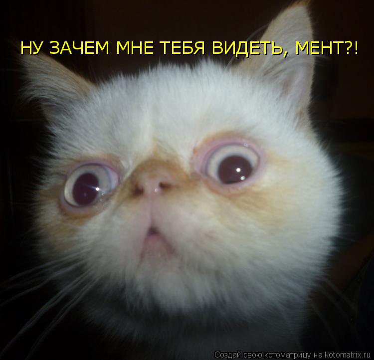НУ ЗАЧЕМ МНЕ ТЕБЯ ВИДЕТЬ, МЕНТ?!... Котоматрица: НУ ЗАЧЕМ МНЕ ТЕБЯ ВИДЕТЬ, МЕНТ?!