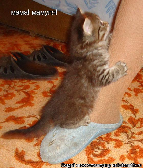 мама! мамуля!... Котоматрица: мама! мамуля!