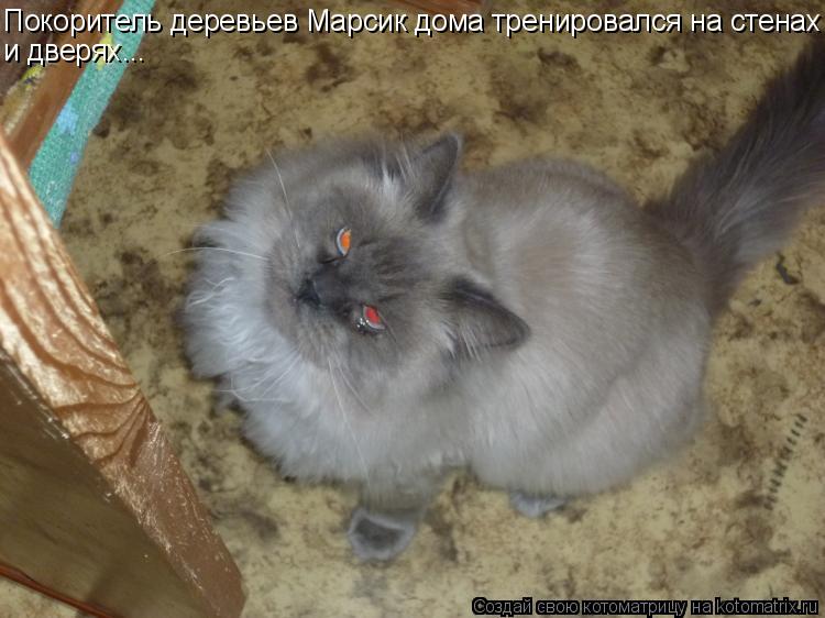 Покоритель деревьев Марсик дома тренировался на стенах и дверях...... Котоматрица: Покоритель деревьев Марсик дома тренировался на стенах и дверях...