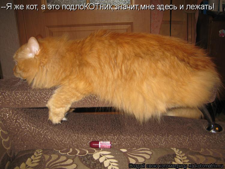 --Я же кот, а это подлоКОТник,значит,мне здесь и лежать!... Котоматрица: --Я же кот, а это подлоКОТник,значит,мне здесь и лежать!