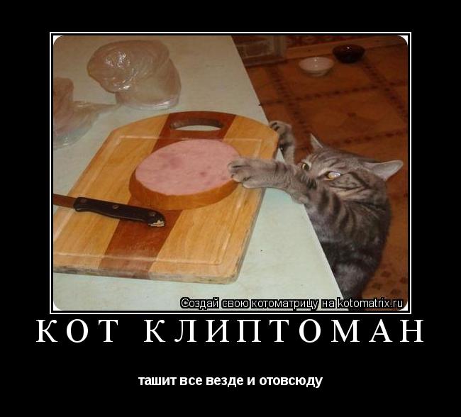кот клиптоман ташит все везде и отовсюду... Котоматрица: кот клиптоман ташит все везде и отовсюду