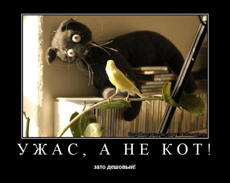 ужас, а не кот! зато дешовый!... Котоматрица: ужас, а не кот! зато дешовый!